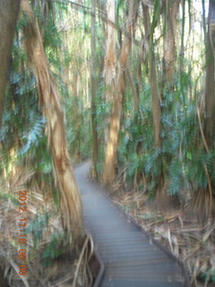 Cairns, Australia run - Cairns Botanical Garden - boardwalk