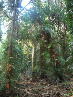 92 83g. Cairns, Australia run - Cairns Botanical Garden - boardwalk