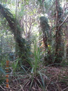 93 83g. Cairns, Australia run - Cairns Botanical Garden - boardwalk