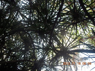 94 83g. Cairns, Australia run - Cairns Botanical Garden - boardwalk