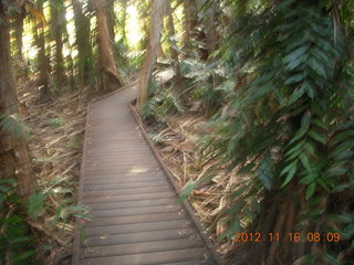 95 83g. Cairns, Australia run - Cairns Botanical Garden - boardwalk