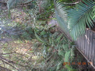 Cairns, Australia run - Cairns Botanical Garden - boardwalk