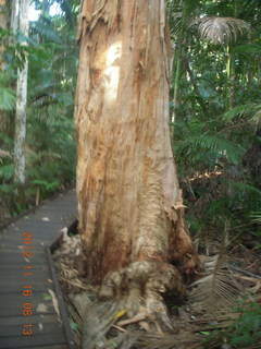 Cairns, Australia run - Cairns Botanical Garden - boardwalk