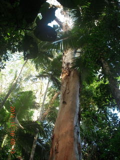 Cairns, Australia run - Cairns Botanical Garden - boardwalk