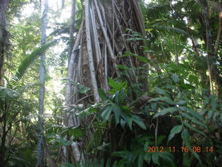 Cairns, Australia run - Cairns Botanical Garden - boardwalk