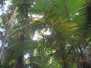 117 83g. Cairns, Australia run - Cairns Botanical Garden - boardwalk