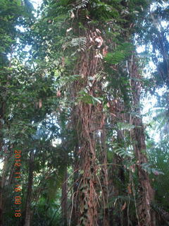 118 83g. Cairns, Australia run - Cairns Botanical Garden - boardwalk