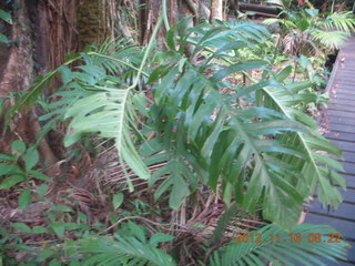 Cairns, Australia run - Cairns Botanical Garden - boardwalk