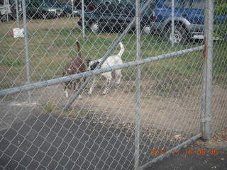 Cairns, Australia run - barking junkyard dogs