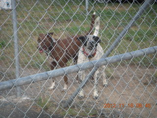 Cairns, Australia run - barking junkyard dogs