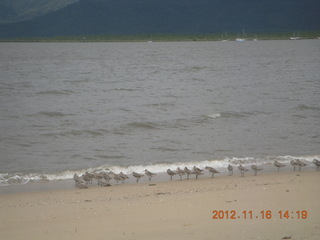 145 83g. Cairns, Australia - beach