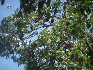 148 83g. Cairns, Australia - bats