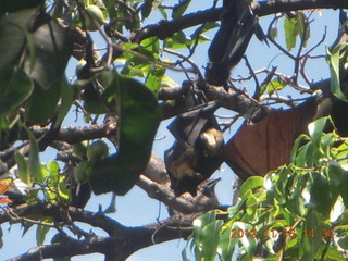 Cairns, Australia - bats