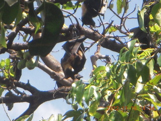 Cairns, Australia - bats