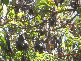 151 83g. Cairns, Australia - bats