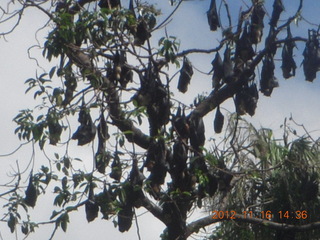 Cairns, Australia - bats