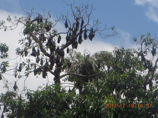 154 83g. Cairns, Australia - bats