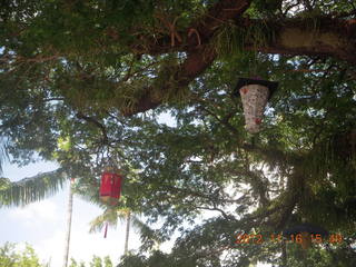 Cairns, Australia - bats