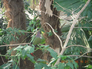 Cairns, Australia - casino, ZOOm