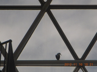 Cairns, Australia - casino, ZOOm - bird silhouette