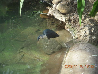 178 83g. Cairns, Australia - casino, ZOOm - bird