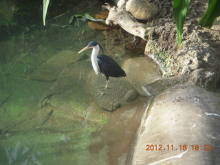 179 83g. Cairns, Australia - casino, ZOOm - bird