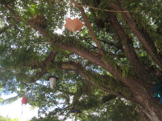 2 83h. Jeremy C photo - lanterns in trees in Cairns