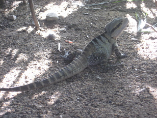 5 83h. Jeremy C photo - Cairns, Australia, casino ZOOm - lizard