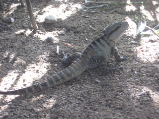 6 83h. Jeremy C photo - Cairns, Australia, casino ZOOm - lizard