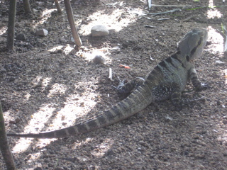 7 83h. Jeremy C photo - Cairns, Australia, casino ZOOm - lizard