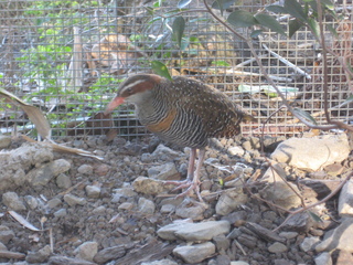 8 83h. Jeremy C photo - Cairns, Australia, casino ZOOm - bird