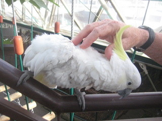 14 83h. Jeremy C photo - Cairns, Australia, casino ZOOm - Adam petting white cockatoo