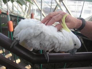 15 83h. Jeremy C photo - Cairns, Australia, casino ZOOm - Adam petting white cockatoo