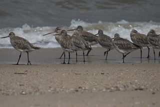 18 83h. Jeremy C photo - Cairns, Australia, birds on the beach