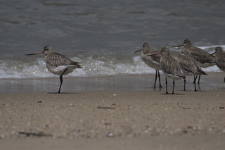 19 83h. Jeremy C photo - Cairns, Australia, birds on the beach