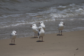 20 83h. Jeremy C photo - Cairns, Australia, birds on the beach
