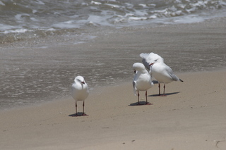 21 83h. Jeremy C photo - Cairns, Australia, birds on the beach