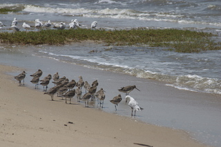 22 83h. Jeremy C photo - Cairns, Australia, birds on the beach