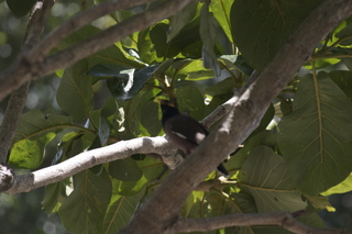 23 83h. Jeremy C photo - Cairns, Australia, casino ZOOm - bird