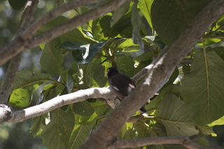 24 83h. Jeremy C photo - Cairns, Australia, casino ZOOm - bird