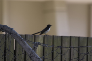 25 83h. Jeremy C photo - Cairns, Australia, casino ZOOm - bird