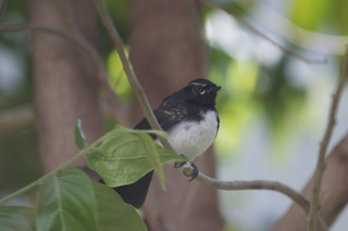 Jeremy C photo - Cairns, Australia, casino ZOOm - bird