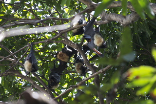 28 83h. Jeremy C phono - Cairns, Australia, bats in tree