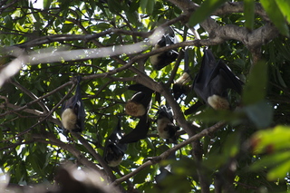 29 83h. Jeremy C phono - Cairns, Australia, bats in tree