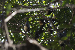 30 83h. Jeremy C phono - Cairns, Australia, bats in tree
