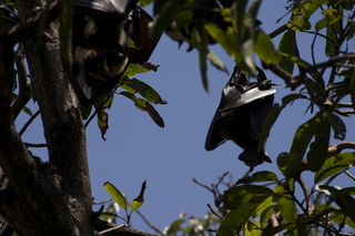 31 83h. Jeremy C photo - Cairns, Australia, bats