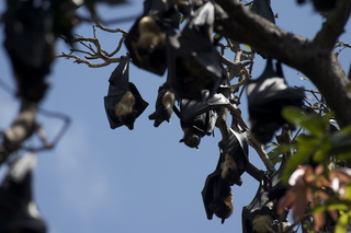 32 83h. Jeremy C photo - Cairns, Australia, bats