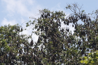 33 83h. Jeremy C photo - Cairns, Australia, bats