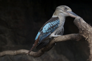 34 83h. Jeremy C photo - Cairns, Australia, casino ZOOm - bird