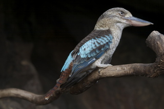 35 83h. Jeremy C photo - Cairns, Australia, casino ZOOm - bird